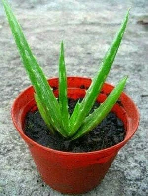 Aloevera